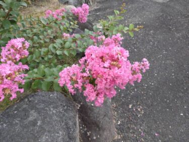 【みんなの掲示板】大教会の風景