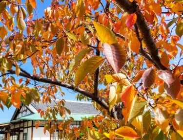 【みんなの掲示板】大教会在住者よりの投稿
