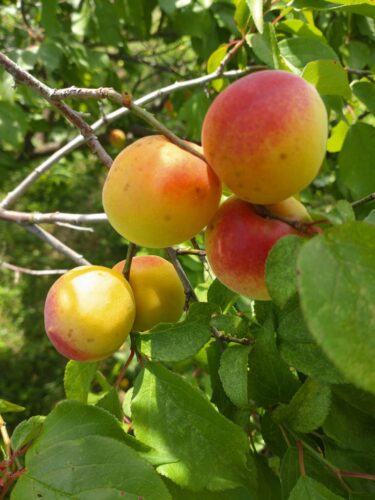 【みんなの掲示板】大教会の風景
