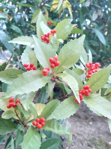 【みんなの掲示板】大教会の風景