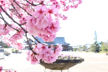 【みんなの掲示板】おぢばは桜満開です！