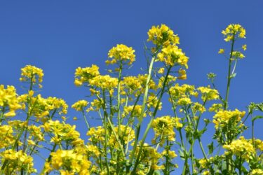 【私のおやさま】08.教祖を心に