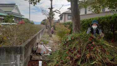 【大教会-行事報告】大教会総出ひのきしん（11/23）